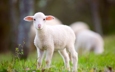 Why Is Jesus Called the Lamb of God?